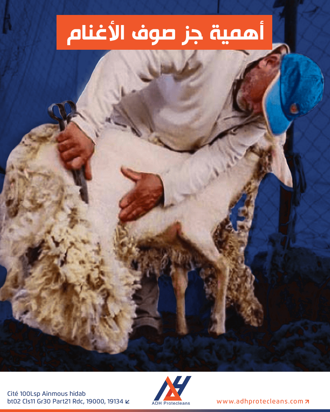 جز صوف الاغنام