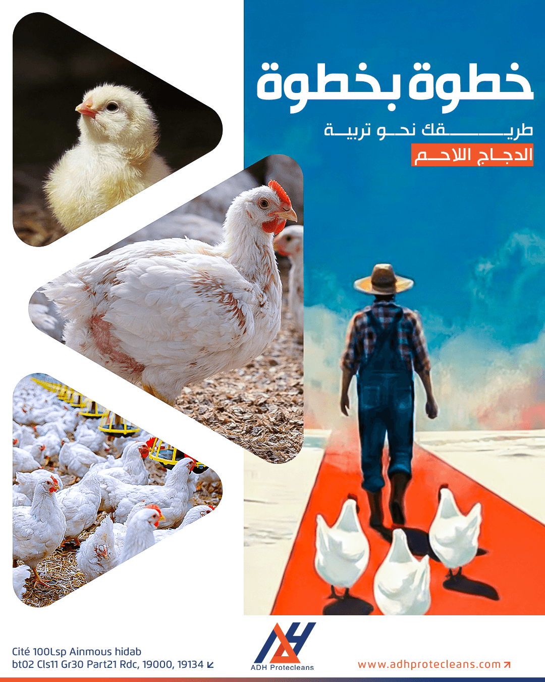 أساسيات تربية الدجاج اللاحم