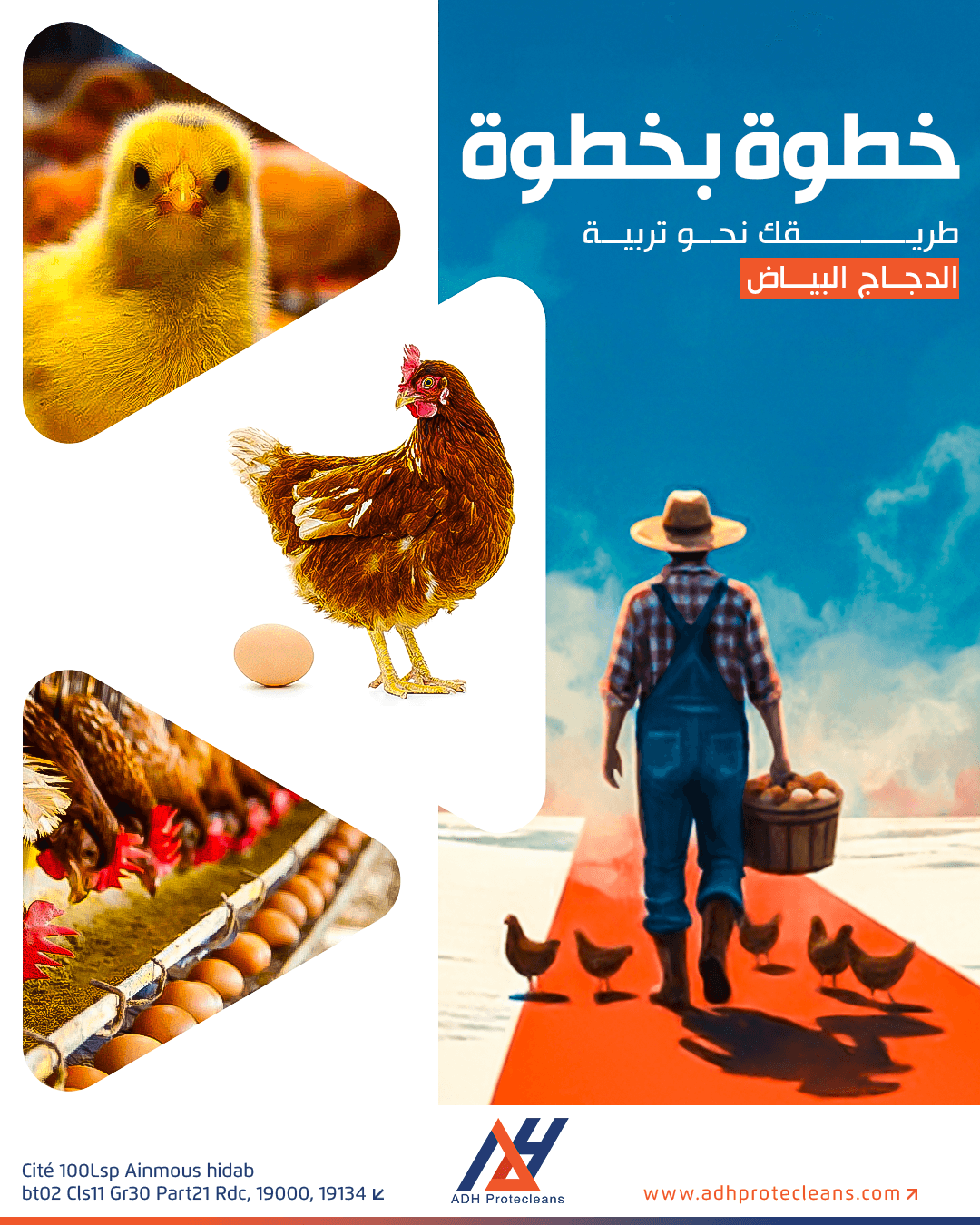 اساسيات تربية الدجاج البياض