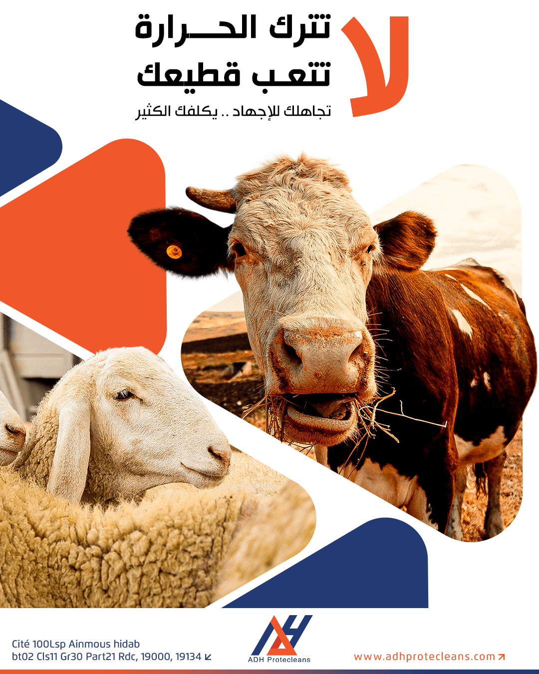 تأثير الحرارة على الأغنام و الأبقار 