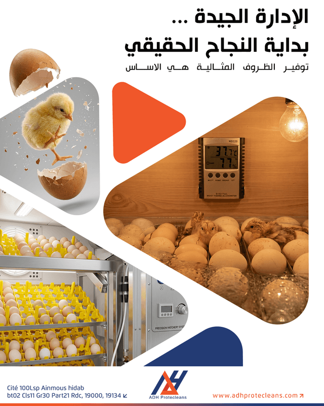 إدارة فقاسات البيض
