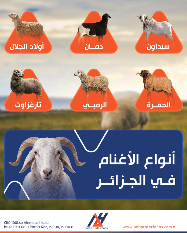 سلالات الأغنام في الجزائر وخصائصها