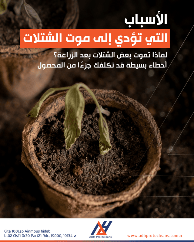 لماذا تموت بعض الشتلات بعد الزراعة؟ أخطاء بسيطة قد تكلفك جزءًا من المحصول
